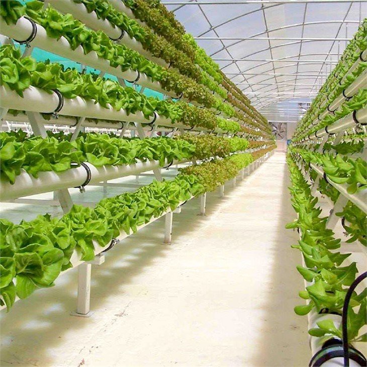 Vertical Hydroponics China